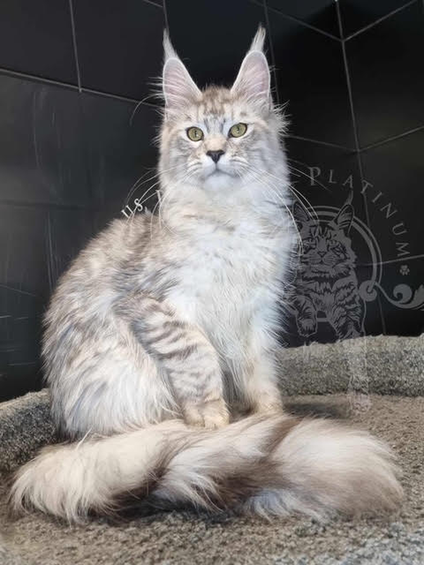 Porcha